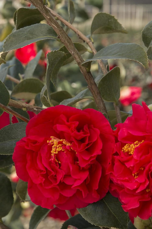 Kramers' Camellia, Live Flowering Shrub, 1 Gallon, Rosy-Red Blooms, Dark Green Foliage