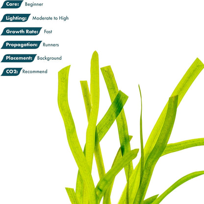 SubstrateSource Live Plant - Tall Grass, Red Jungle Vallisneria (Vallisneria gigantea 'Rubra') - Easy Care, Moderate to High Light, Reddish Green, Background - Lead Bunch, 4 Pack
