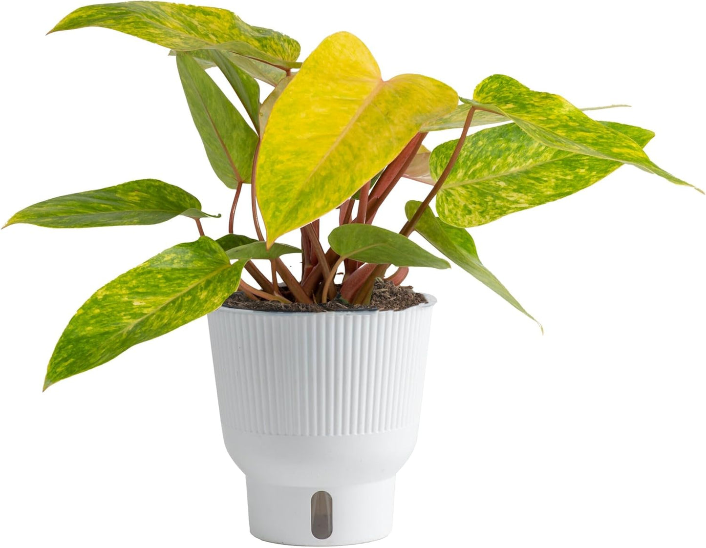 Costa Farms Painted Lady Live Plant, Rare Unique Indoor Houseplant Potted in Indoors Garden Plant Pot, Living Room Home Decor, Trending Tropicals Collection, 1 Foot Tall