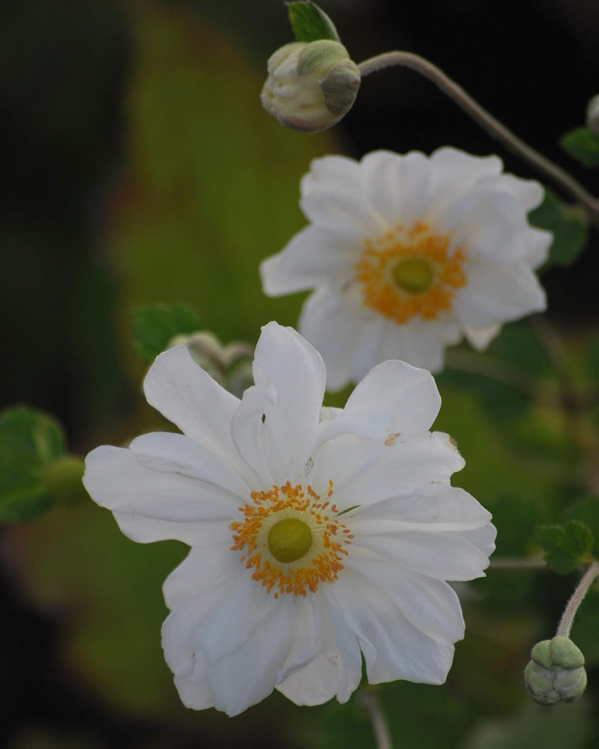 Perennial Farm Anemone x Hybrida 'Whirlwind' – Live Windflower in #1 Container, Semi-Double White Blooms, Long Blooming, Deer Resistant, Great for Borders, Shade Gardens & Pollinator Habitats
