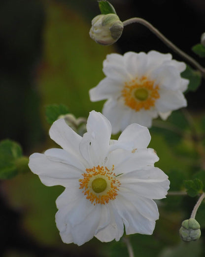 Perennial Farm Anemone x Hybrida 'Whirlwind' – Live Windflower in #1 Container, Semi-Double White Blooms, Long Blooming, Deer Resistant, Great for Borders, Shade Gardens & Pollinator Habitats