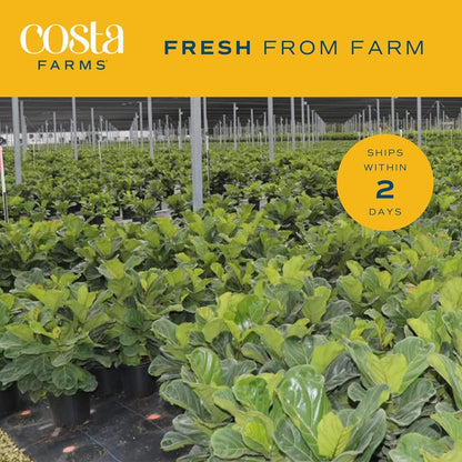 Costa Farms Fiddle Leaf Fig Tree, Ficus Lyrata Live Indoor Plant Potted in Indoor Garden Plant Pot, Potting Soil, Floor Houseplant Gift for Housewarming, Tropical Home or Room Decor, 3-4 Feet Tall