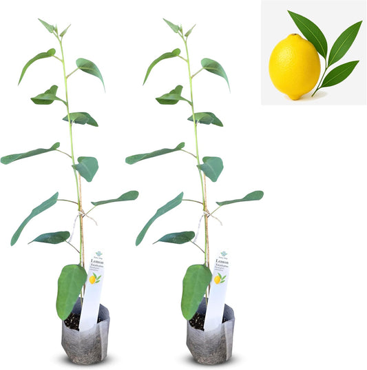 Lemon Eucalyptus (Corymbia citriodora) Live Plant - Fragrant Indoor/Outdoor Plant with Natural