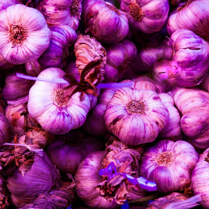 8 Garlic for Planting in Fall Hardneck, Purple Stripe Garlic Bulbs for Planting, Fresh and High Yield Bulb Variety Pack, Hardy and Fast Growing