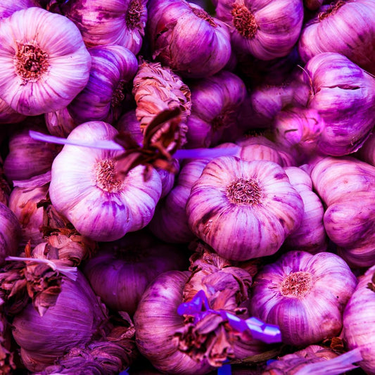 8 Garlic for Planting in Fall Hardneck, Purple Stripe Garlic Bulbs for Planting, Fresh and High Yield Bulb Variety Pack, Hardy and Fast Growing