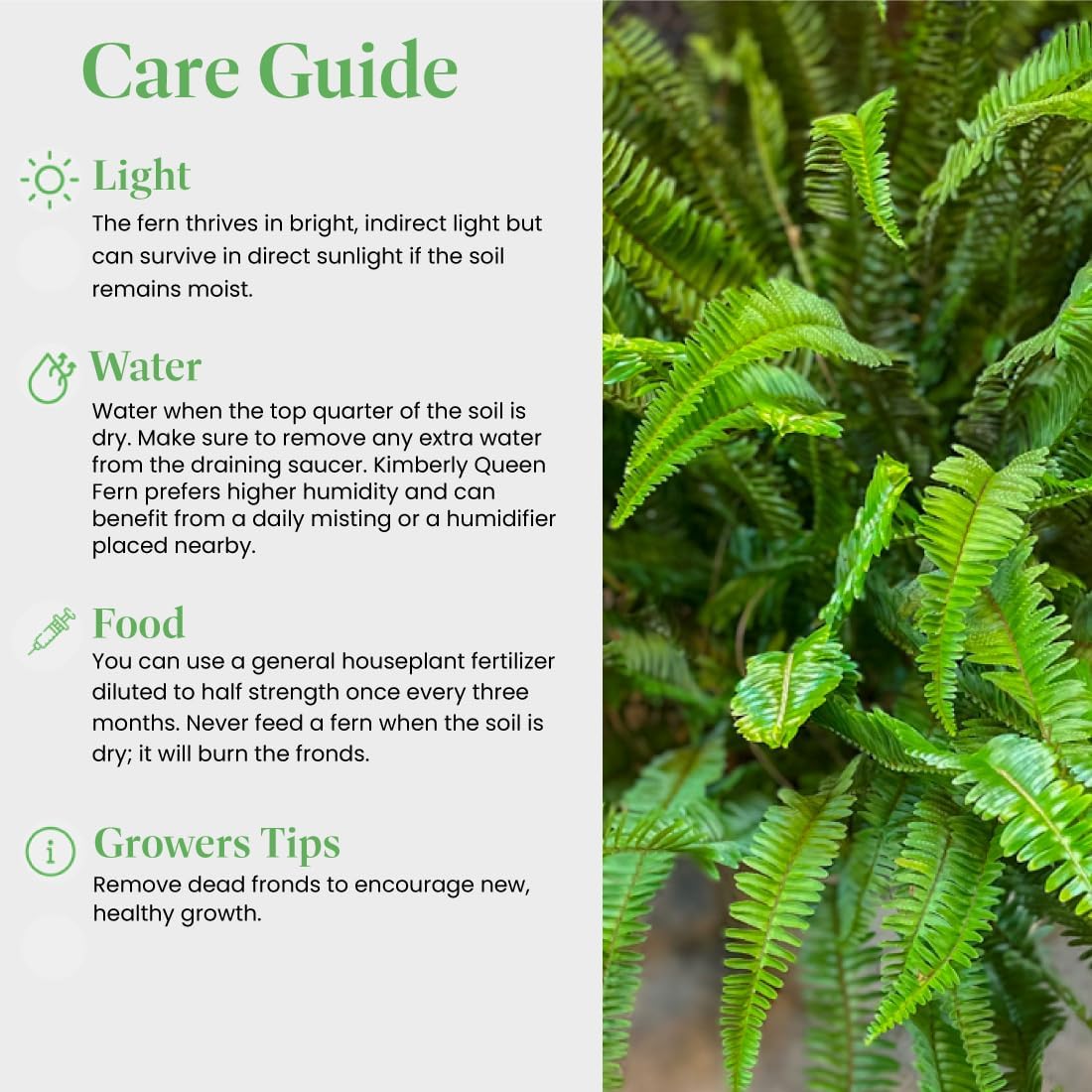 American Plant Exchange Kimberly Queen Fern – 6-Inch Pot – Live Hardy Upright Fern Houseplant, Easy Care Greenery for Home, Office, Garden, or Patio Decor