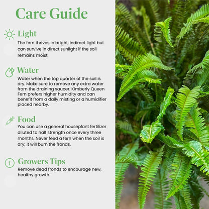 American Plant Exchange Kimberly Queen Fern – 6-Inch Pot – Live Hardy Upright Fern Houseplant, Easy Care Greenery for Home, Office, Garden, or Patio Decor