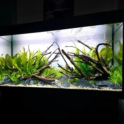 SubstrateSource Amazon Sword Echinodorus Bleheri Live Plant for Freshwater Aquariums, Natural Fish Tank Decorations, and Aquatic Decor (3 Pots (6-9 Plants))