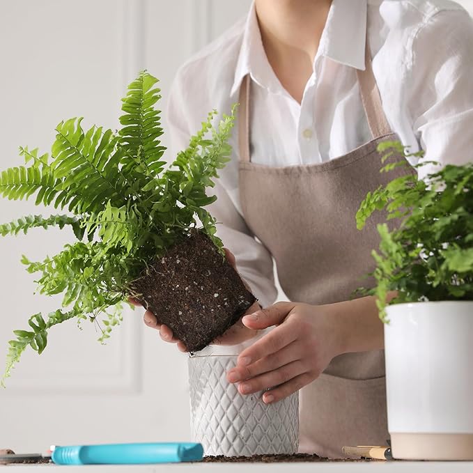 Potting Soil Mix for Fern 2qt, Custom Hand Blended Mixture Suitable for Indoor/Outdoor Potted Fern Plant