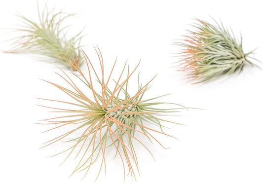 Coral Colorful Tillandsia Air Plants - Long Lasting Color Enhanced Live Tillandsia Succulent House Plants - Home and Garden Decor - Easy Care Indoor/Outdoor Plants (Funckiana, Pack of 3)