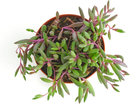 Shop Succulents Ruby Necklace Hanging Succulent, Othonna Capensis, Fully Rooted Live 4" Succulent Plant, Low Maintenance Indoor Plant, Trailing Succulents, Gift & Garden