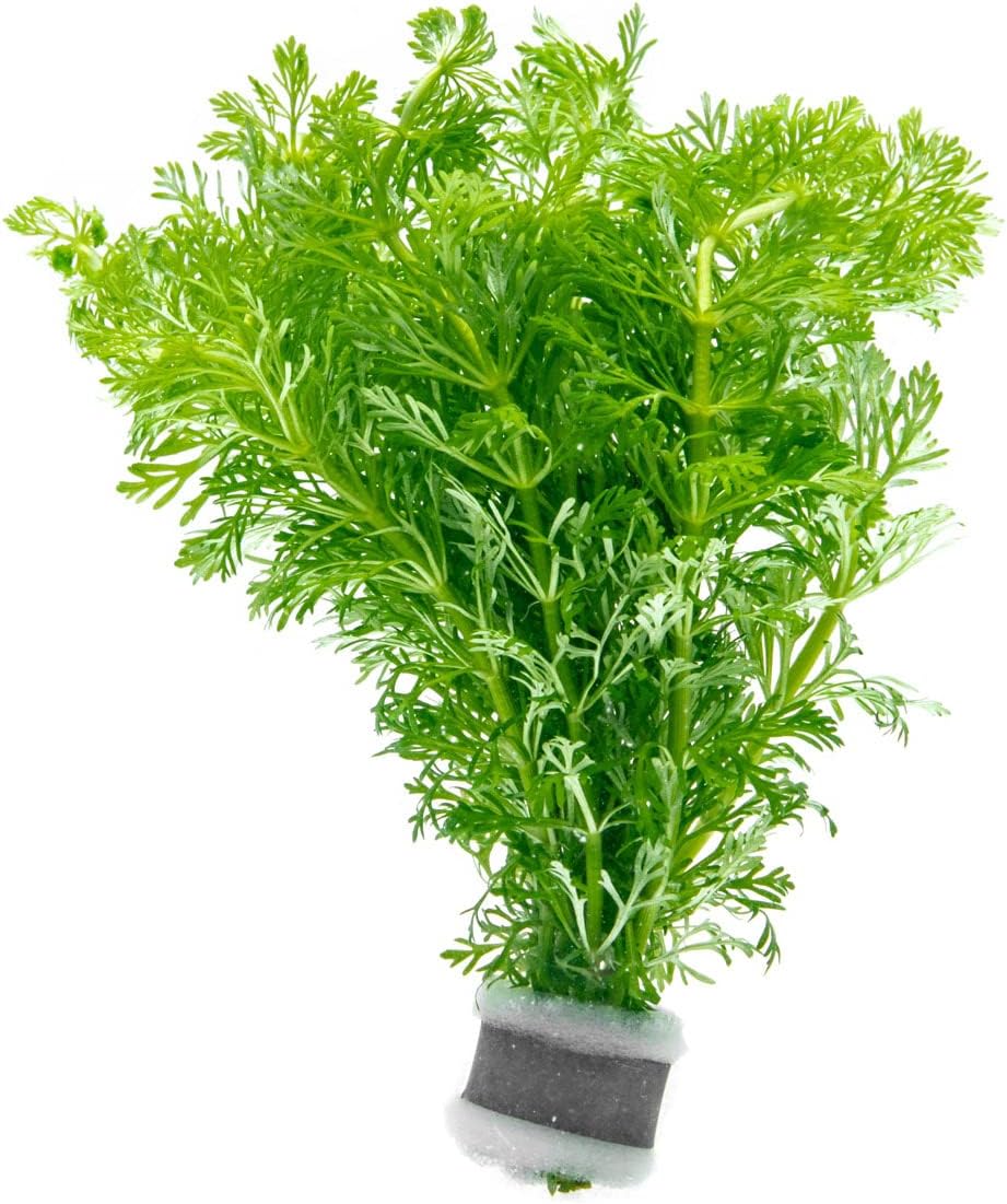 SubstrateSource Live Aquarium Stem Plants - Freshwater Aquatic Plant for Fish Tanks, Aquascaping - (Micranthemum Umbrosum Giant Baby Tears, 1 Bunch)