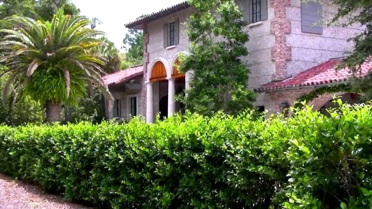 Ligustrum Waxleaf Privet - 3 Live Plants 2" Pot Size - Evergreen Privacy Hedge