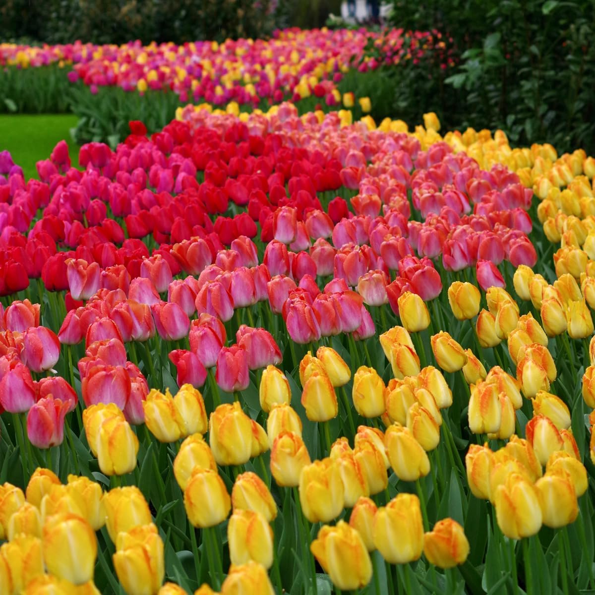 100-Pack Mixed Tulip Flower Bulbs – Bulk Pack of Colorful Tulips for Spring Blooms – Easy Fall Planting - Plant in Gardens, Borders & Flowerbeds - Bulb Size 11/12cm - Willard & May