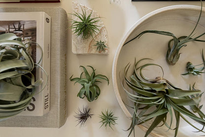 Air Plants - Tillandsia Variety Pack, Regular 1-3" - 10ct - Live Arrival Guaranteed - House Plants for Home Decor & Gift
