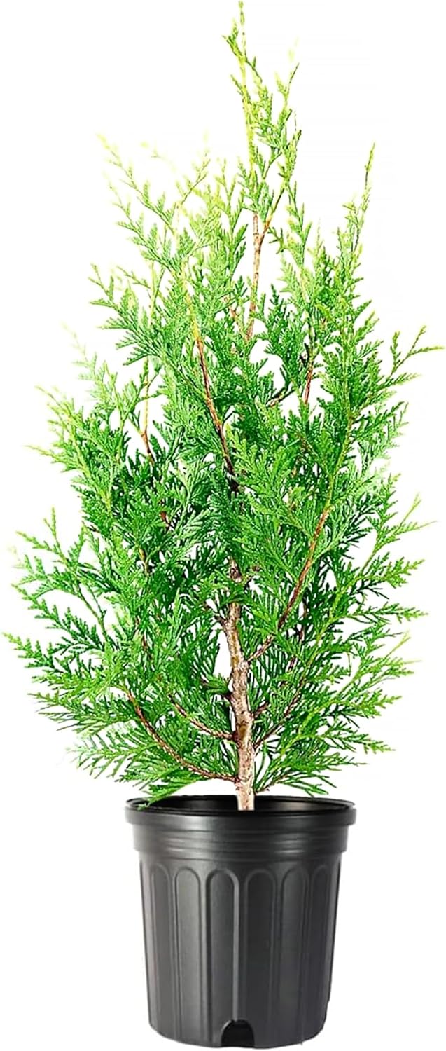 Thuja Green Giant | 1 Large Gallon Size Tree | Thuja standishii x plicata | Fast Growing Privacy Screen | Evergreen Landscape Plants for Borders