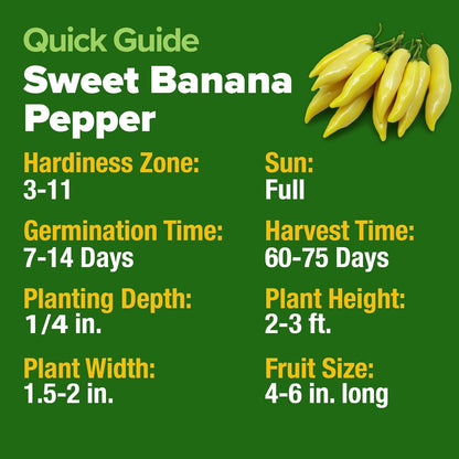 HOME GROWN Banana Pepper Seeds 2 Pack (Capsicum annuum) – 188 𝗡𝗢𝗡-𝗚𝗠𝗢, 𝗨𝗦𝗔-𝗦𝗢𝗨𝗥𝗖𝗘𝗗 Heirloom Seeds, High Germination Vegetable Seeds – Growing Sweet Banana Peppers Indoors or Garden