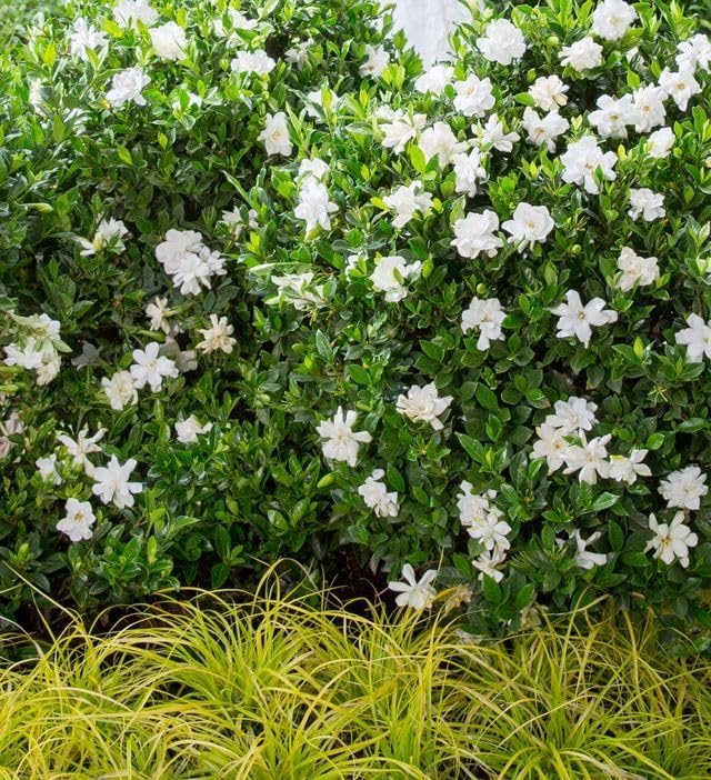 Southern Living Jubilation Gardenia, 1 Gallon, White Fragrant Blooms, Spring to Fall Flowering