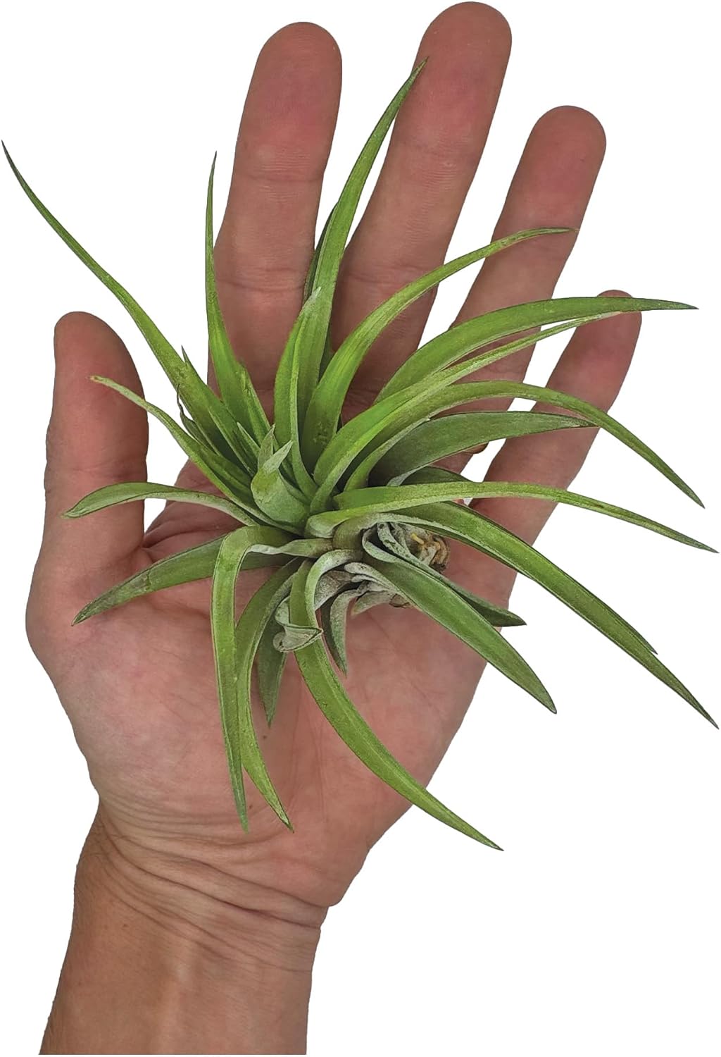 ragnaroc Air Plants - Tillandsia Brachycaulos Abdita, Large 4-6" - 5 ct - Live Arrival Guaranteed - House Plants for Home Decor & Gift