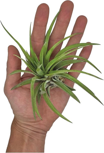 ragnaroc Air Plants - Tillandsia Brachycaulos Abdita, Large 4-6" - 1 ct - Live Arrival Guaranteed - House Plants for Home Decor & Gift