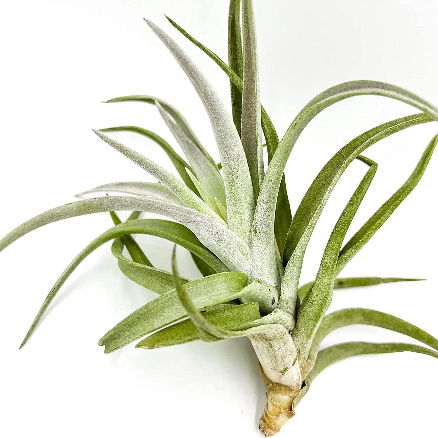 ragnaroc Air Plants - Tillandsia Cacticola, Jumbo 6-9" - 5ct - Live Arrival Guaranteed - House Plants for Home Decor & Gift