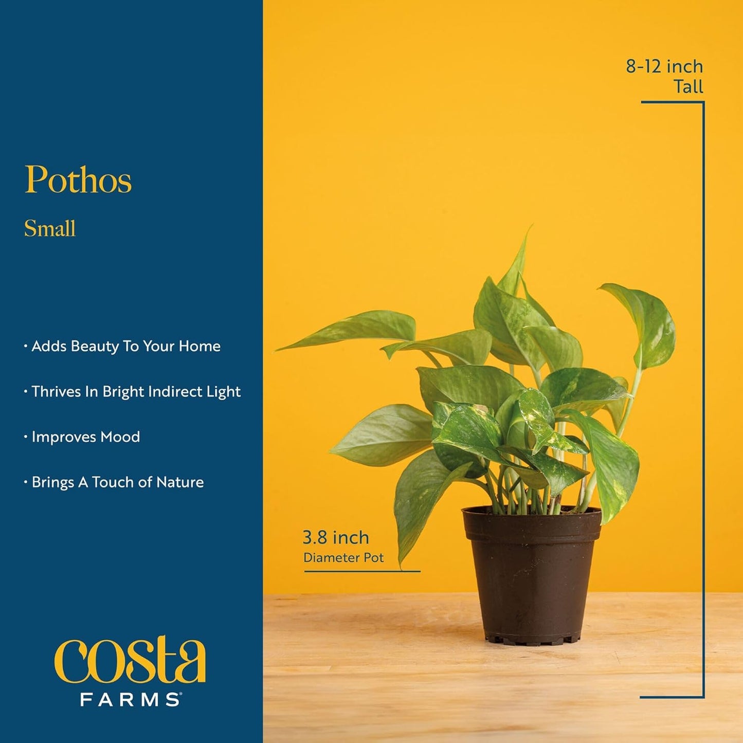 Costa Farms Golden Pothos Live Plant, Devil's Ivy in Decorative Pot, Easy to Maintain, Air Purifying Indoor Houseplant, Home, Room, or Office Decor, House Warming or Birthday Gift, 12-14 Inches Tall