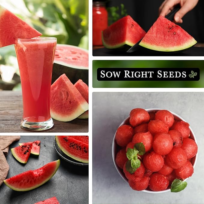Sow Right Seeds - Sugar Baby Watermelon Seed for Planting - Non-GMO Heirloom Packet with Instructions to Plant a Home Vegetable Garden - Medium Sized with Dark Rind and Super Sweet Flesh (1)