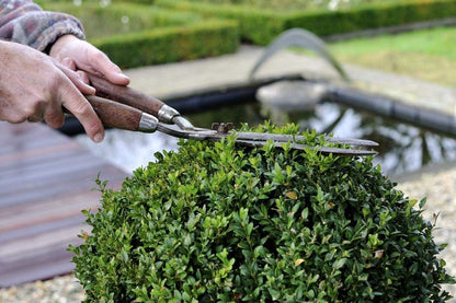 Winter Gem Boxwood | 3 Live 4 Inch Pots | Buxus Microphylla Japonica | Fast Growing Cold Hardy Formal Evergreen Shrub