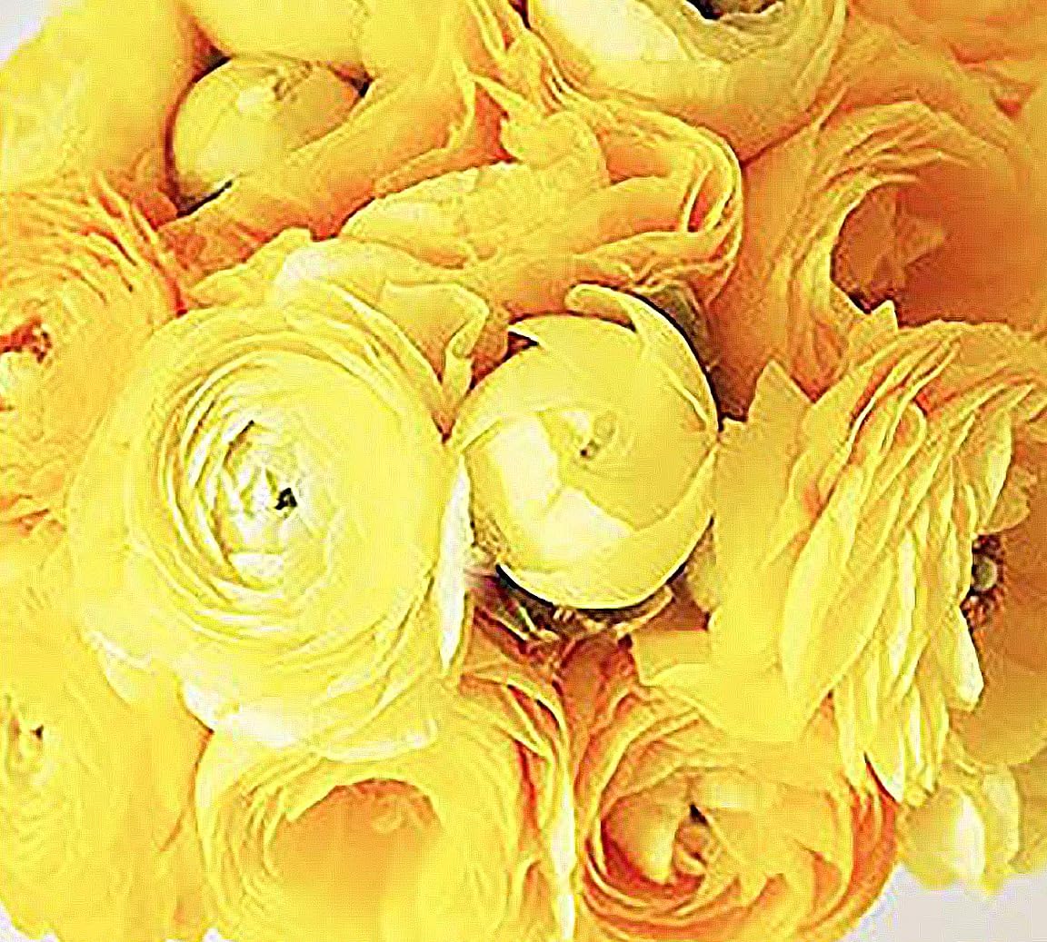 Orange French Peony Ranunculus - 12 Largest Size Corms, Premium Ranunculus Bulbs, Vibrant Orange Flowers, Ideal for Garden Beds, Spring Planting, Stunning Peony-Like Blooms