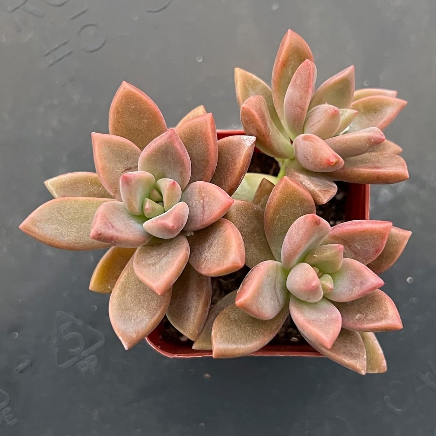 Sprout N Green Graptopetalum paraguayense cv.Bronze, Rare Live Succulent Fully Rooted in 2 inch Starter Pot, House Plant for Indoor Outdoor Home Office Wedding Decoration Party Favor