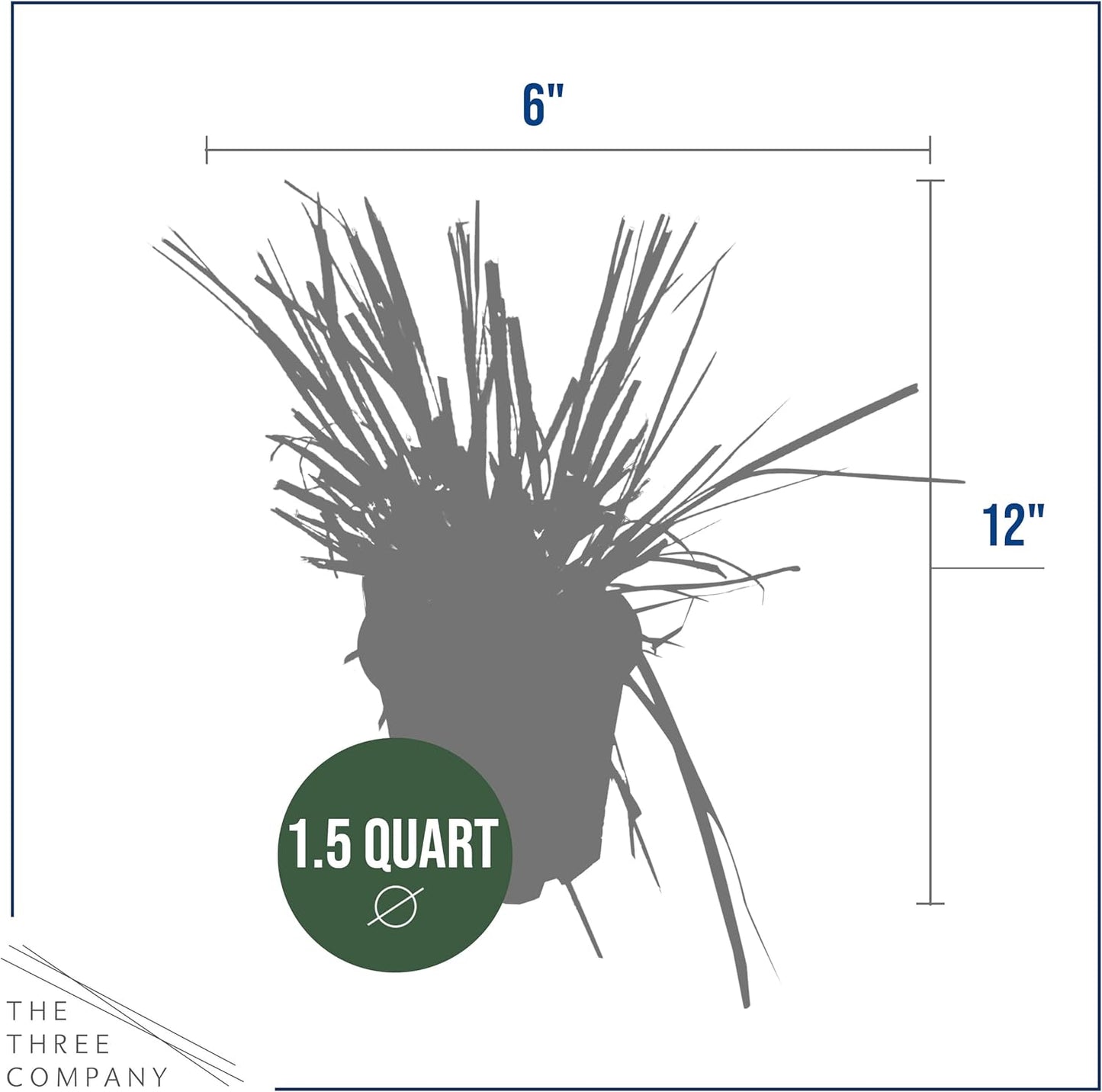 Live Pink Pampas Grass (Cortaderia selloana) - Showy Perennial Accent Plant - 12" Tall by 6" Wide in 1.5 Qt Pot