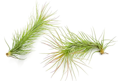 ragnaroc Air Plants - Tillandsia Funckiana, Large 5" - 2ct - Live Arrival Guaranteed - House Plants for Home Decor & Gift