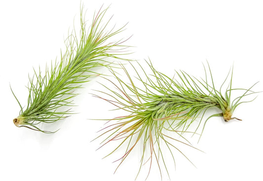 ragnaroc Air Plants - Tillandsia Funckiana, Large 5" - 2ct - Live Arrival Guaranteed - House Plants for Home Decor & Gift