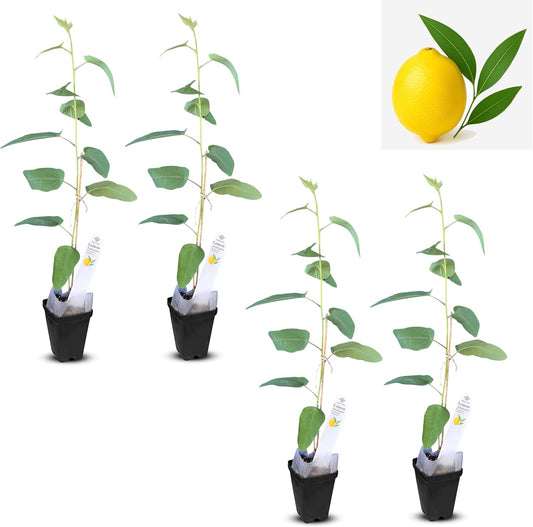 Lemon Eucalyptus (Corymbia citriodora) Live Plant - Fragrant Indoor/Outdoor Plant with Natural