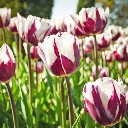 Blueberry Swirl Tulip Flowers - 40 Bulbs and Bonus Gift - Vibrant Purple & White Perennial Blooms | Dramatic Spring Tulips for Garden & Cut Flowers | Pollinator Friendly | USDA Zones 3–8