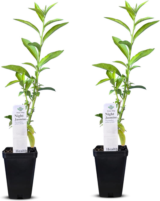 Night Blooming Jasmine Live Plant - Cestrum Nocturnum. Fragrant Flowering Shrub for Garden, Patio