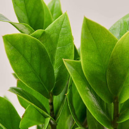 Zamioculcas Zamiifolia ZZ Live Plant for Indoor | Different Houseplants in 4'' & 6'' Pot | Real House Plant for Living Room, Office, Desk & Bathroom |