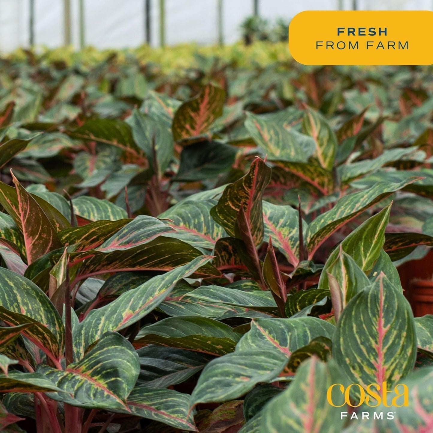 Costa Farms Chinese Evergreen, Easy to Grow Live Indoor Plant Aglaonema, Potted Houseplant in Cute Decor Pot, Everyday Gift for Mom, Wife, Daughter, Son Room Decor, 1 Foot Tall