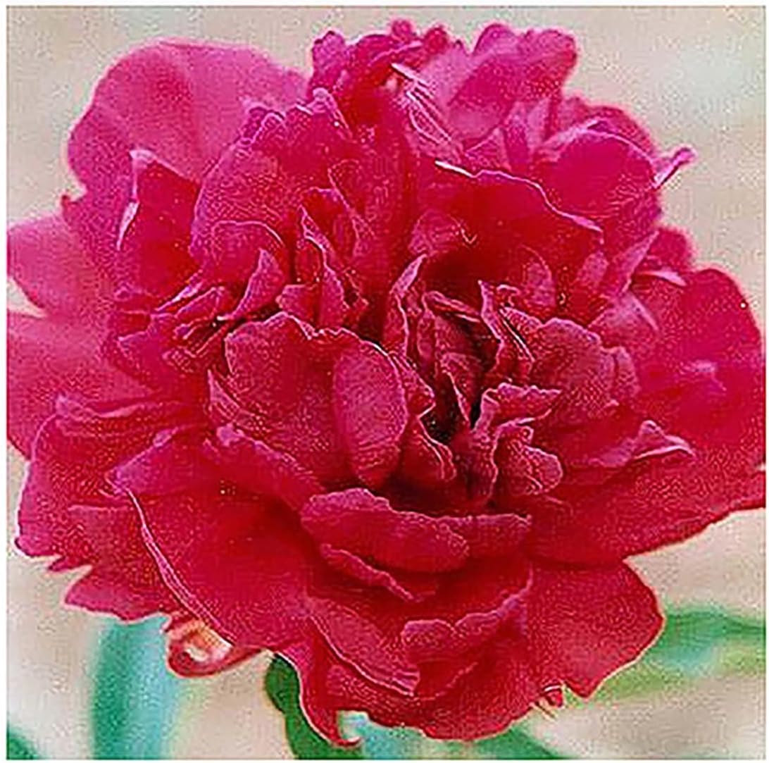 Karl Rosenfield - Double Dark Red Peony