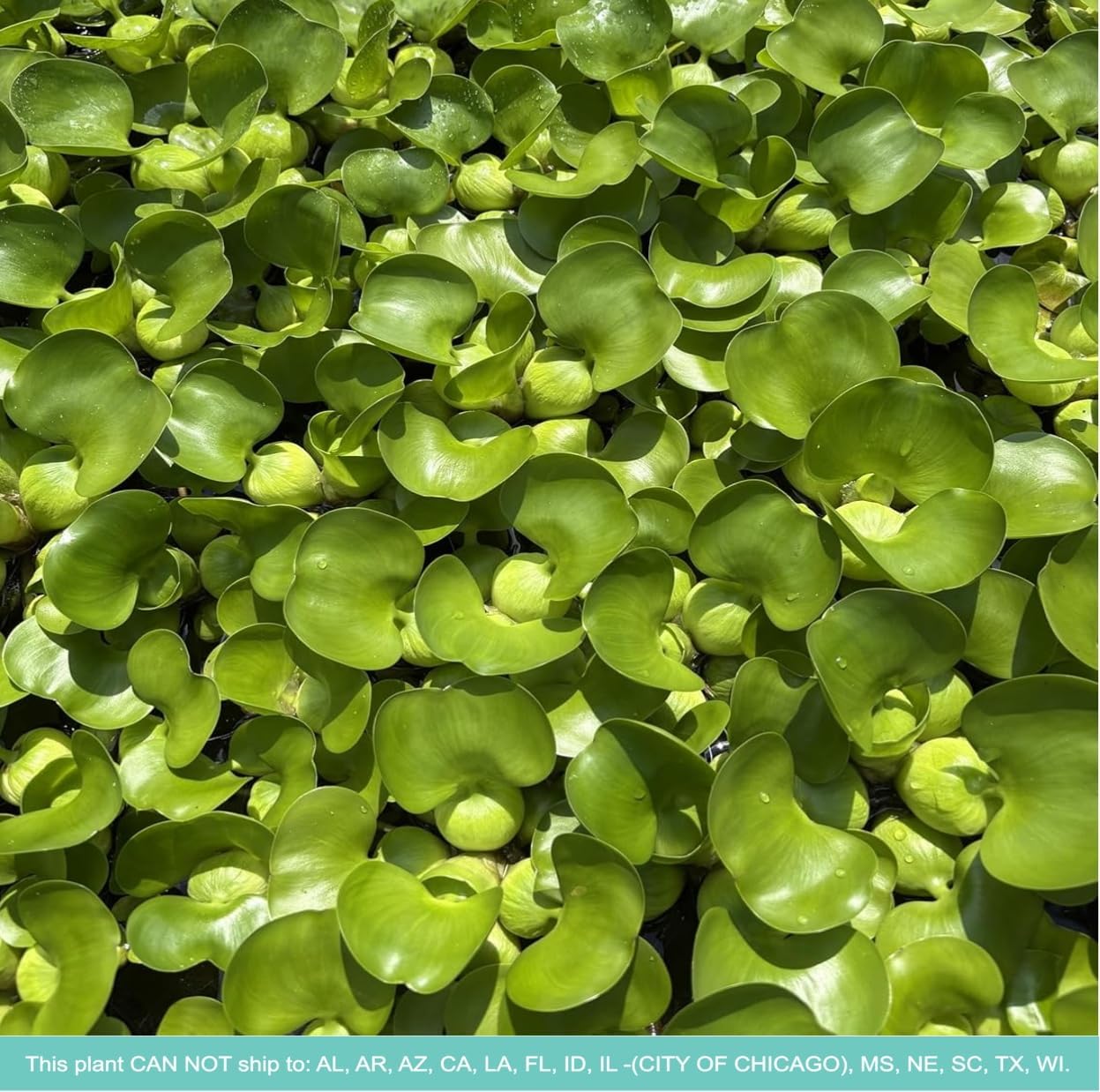 Water Hyacinth - Eichhornia crassipes - Live Plants for Pond, Floating Aquatic Garden Plants - 1 Plant