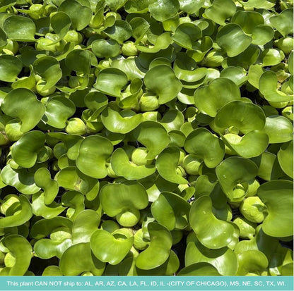 Water Hyacinth - Eichhornia crassipes - Live Plants for Pond, Floating Aquatic Garden Plants - 1 Plant