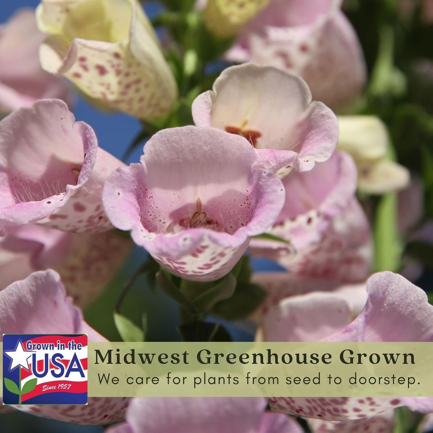 Clovers Garden Foxglove (Digitalis purpurea) Camelot Mix Plants – Two (2) Live Plants – Non-GMO - Not Seeds - Each 4" to 8" Tall – in 4" Inch Pots – Tall Flowering Spikes, Hummingbird Favorite