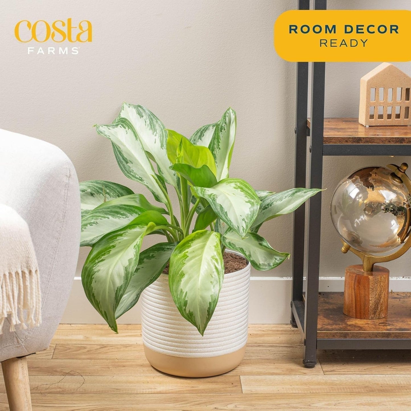Costa Farms Chinese Evergreen, Live Indoor Plant Aglaonema, Potted in Modern Decor Planter Pot with Soil, Live Houseplant Gardening Gift, Tabletop, Office, or Home Décor, 14-Inches Tall