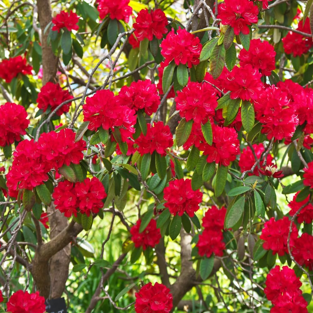 Rhododendrons Plant Live, Red Rhododendron Shrub, Large Flowering Tree 1 Gallon Potted for Gardening