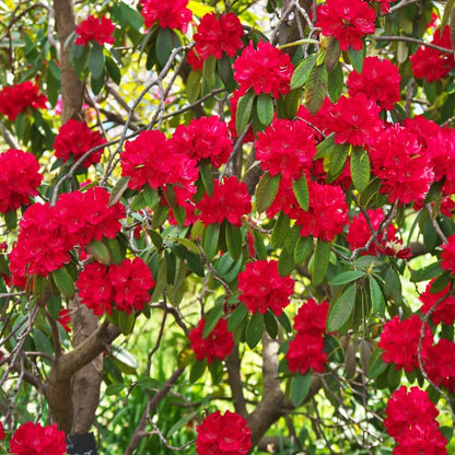 Rhododendrons Plant Live, Red Rhododendron Shrub, Large Flowering Tree 1 Gallon Potted for Gardening