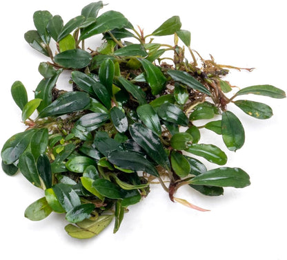 SubstrateSource Bucephalandra Black Tears Live Aquarium Plant - Natural Freshwater Fish Tank Decorations, Aquatic Décor - Small Clump (3-5 Plants)