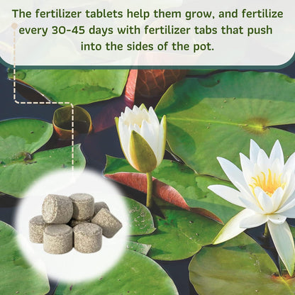 Mainam Mixed Colorful Hardy Water Lily Tuber Live Aquarium Plant for Freshwater Fish Pond Balcony Buy 2 GET Fertilizer Free (Red Nymphaea Perry's Fire Opal)