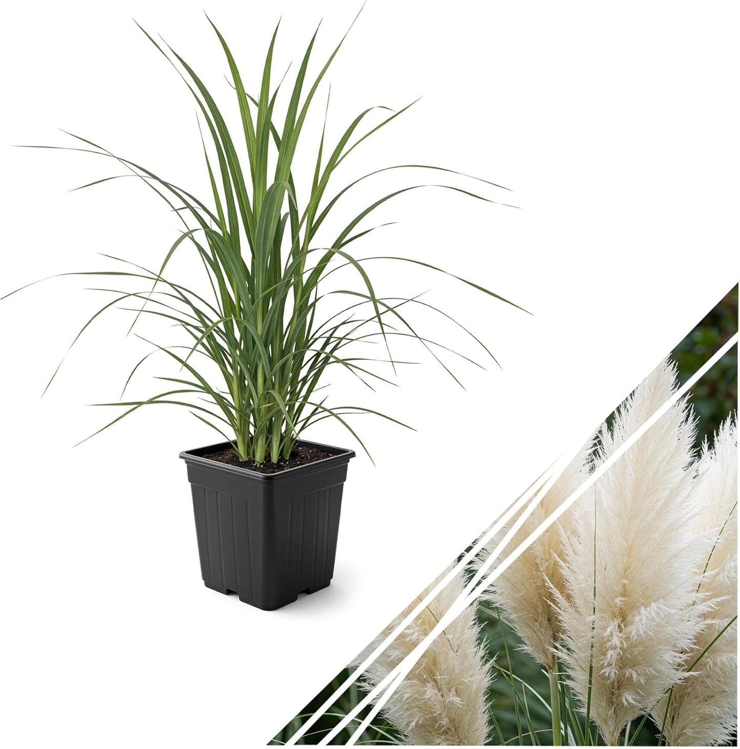 Live White Pampas Grass (Cortaderia selloana) - Showy Perennial Accent Plant - 12" Tall by 6" Wide in 1.5 Qt Pot