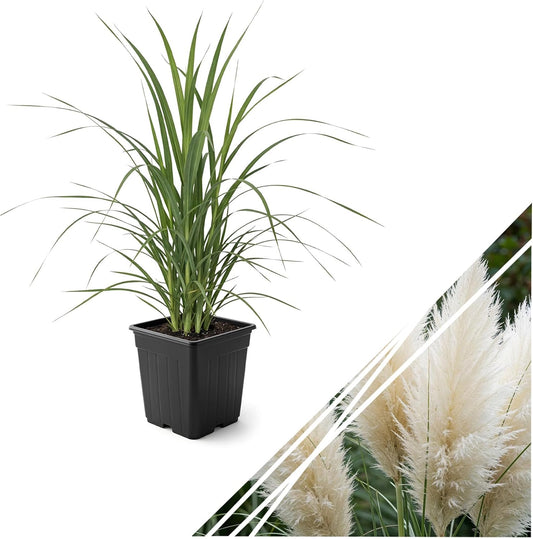 Live White Pampas Grass (Cortaderia selloana) - Showy Perennial Accent Plant - 12" Tall by 6" Wide