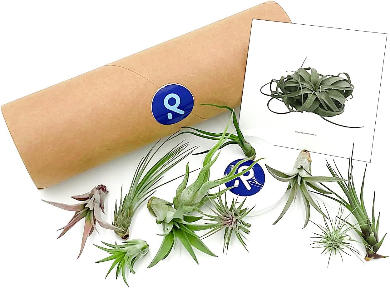 Air Plants - Tillandsia Variety Pack, Regular 1-3" - 10ct - Live Arrival Guaranteed - House Plants for Home Decor & Gift